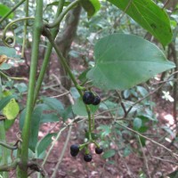 Cissus lonchiphylla Thwaites